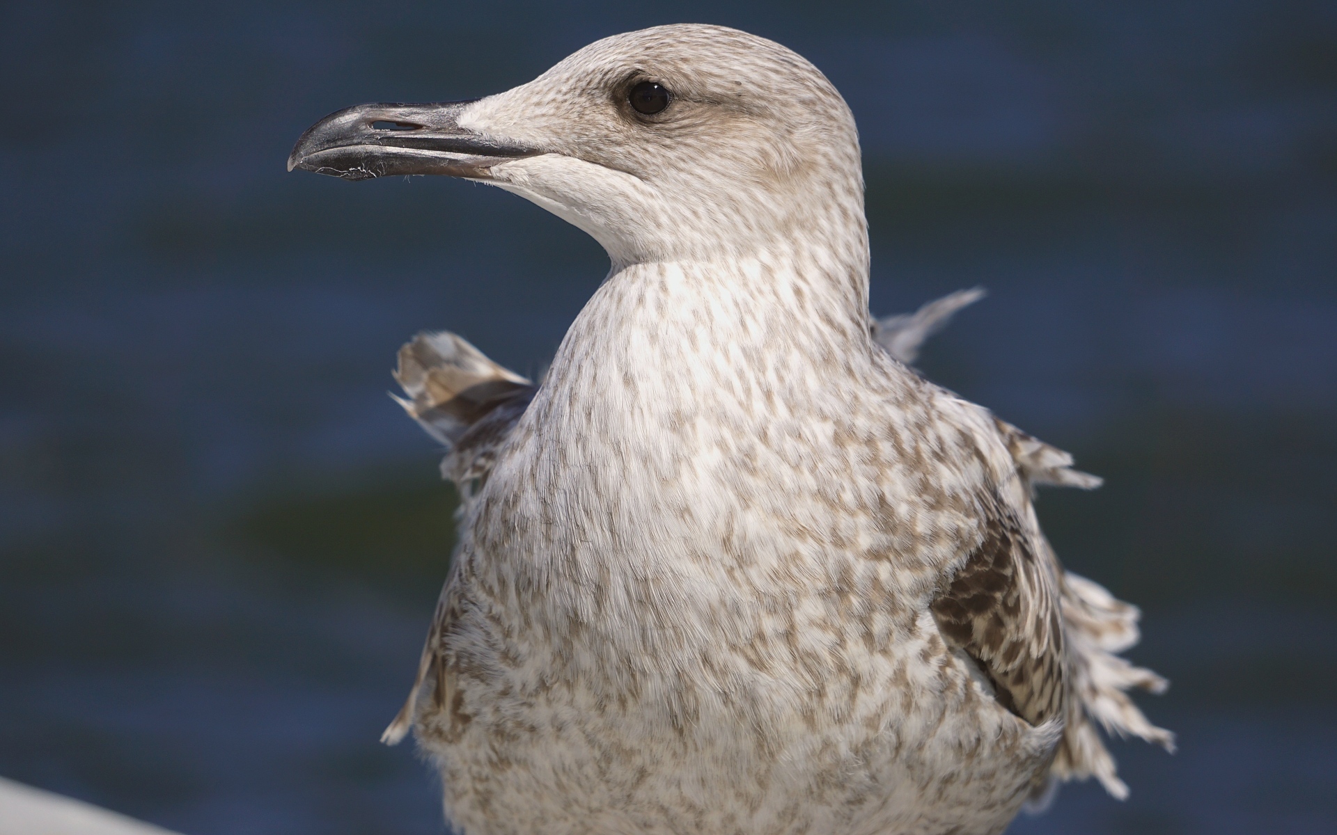 Серая чайка с острым клювом крупным планом