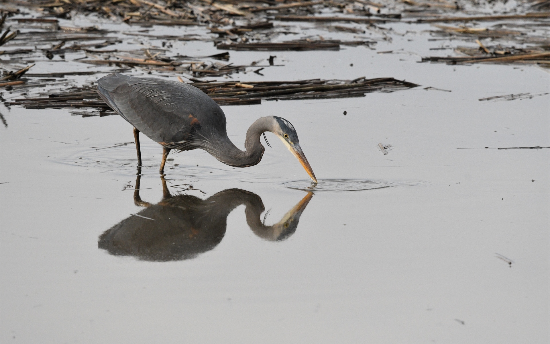 Серая цапля охотится в воде