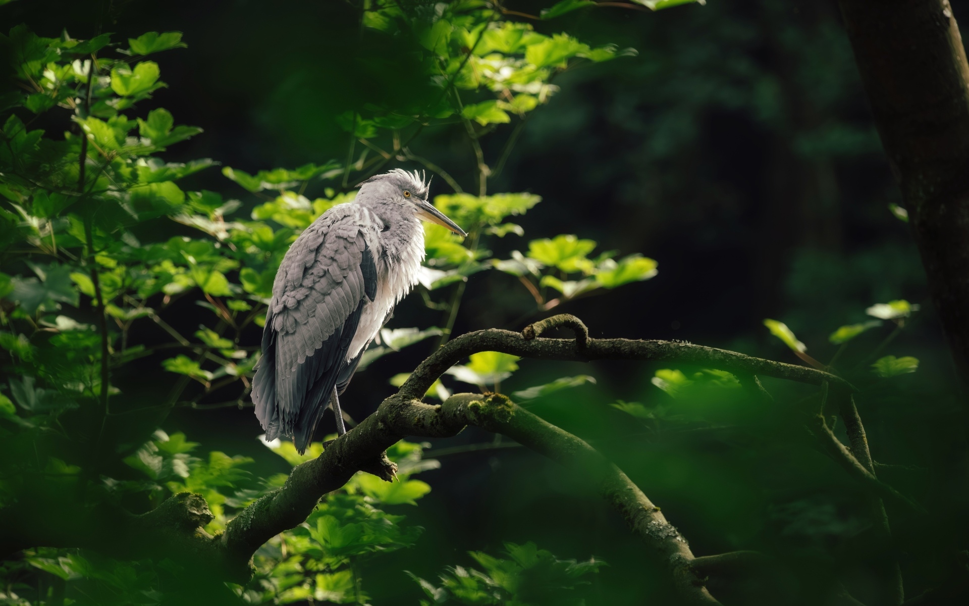 Серая цапля сидит на ветке дерева