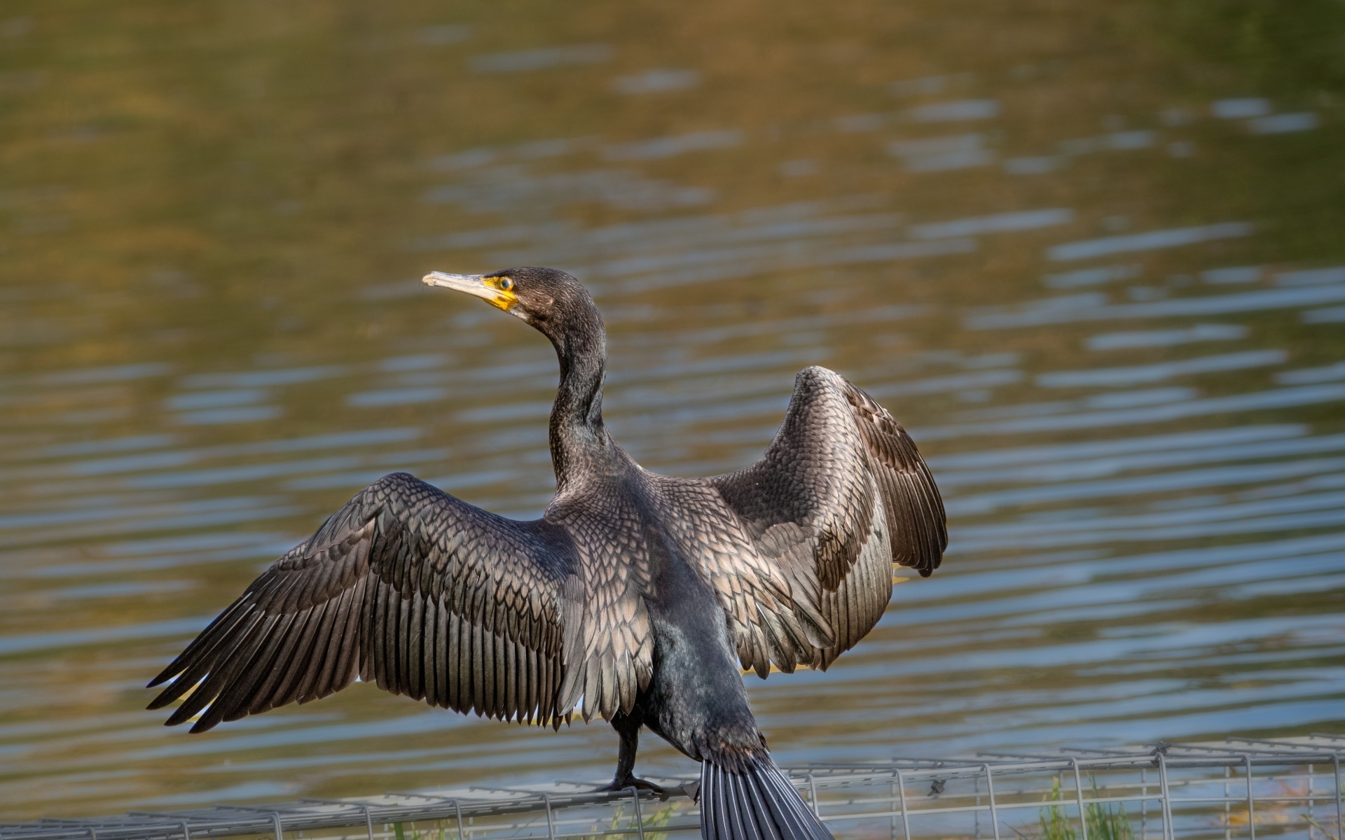 Большой баклан готовится ловить рыбу