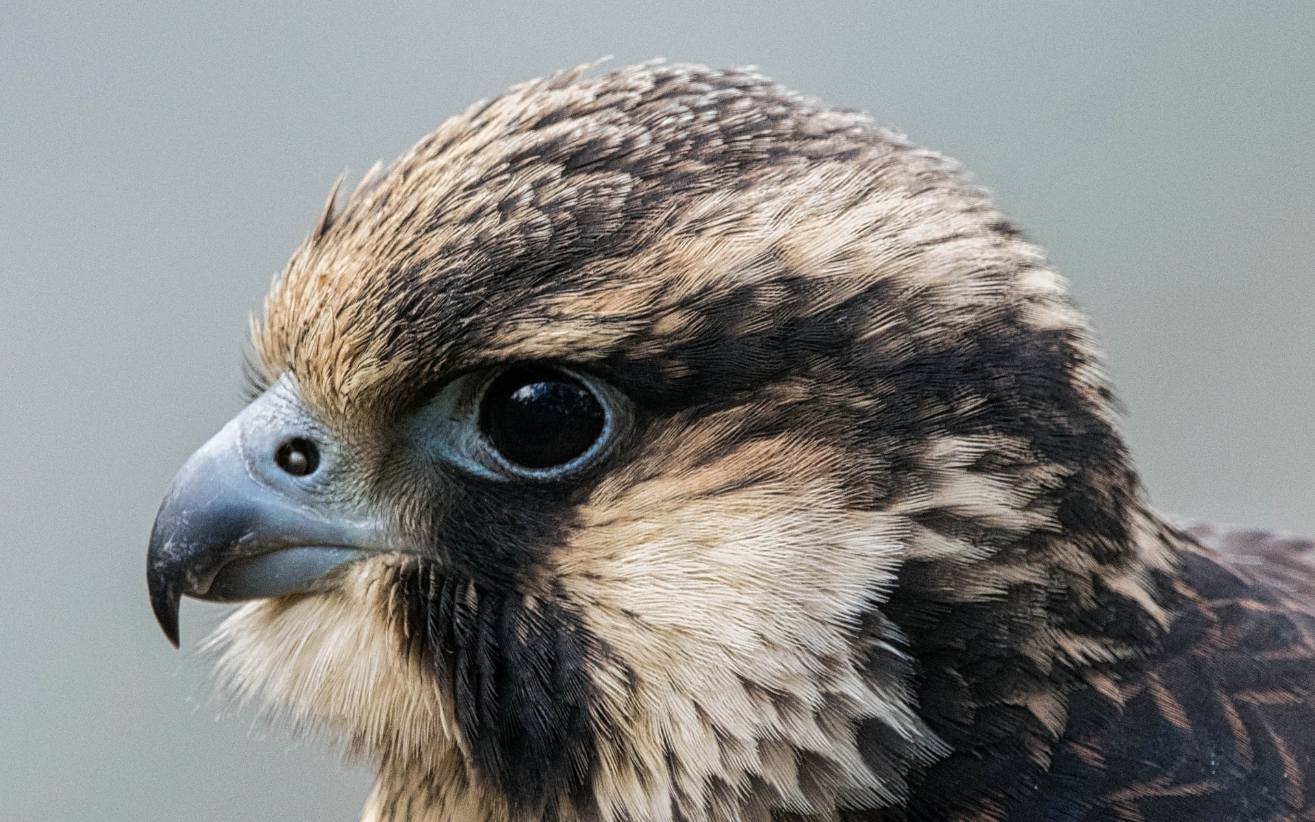 Голова хищного сокола на сером фоне
