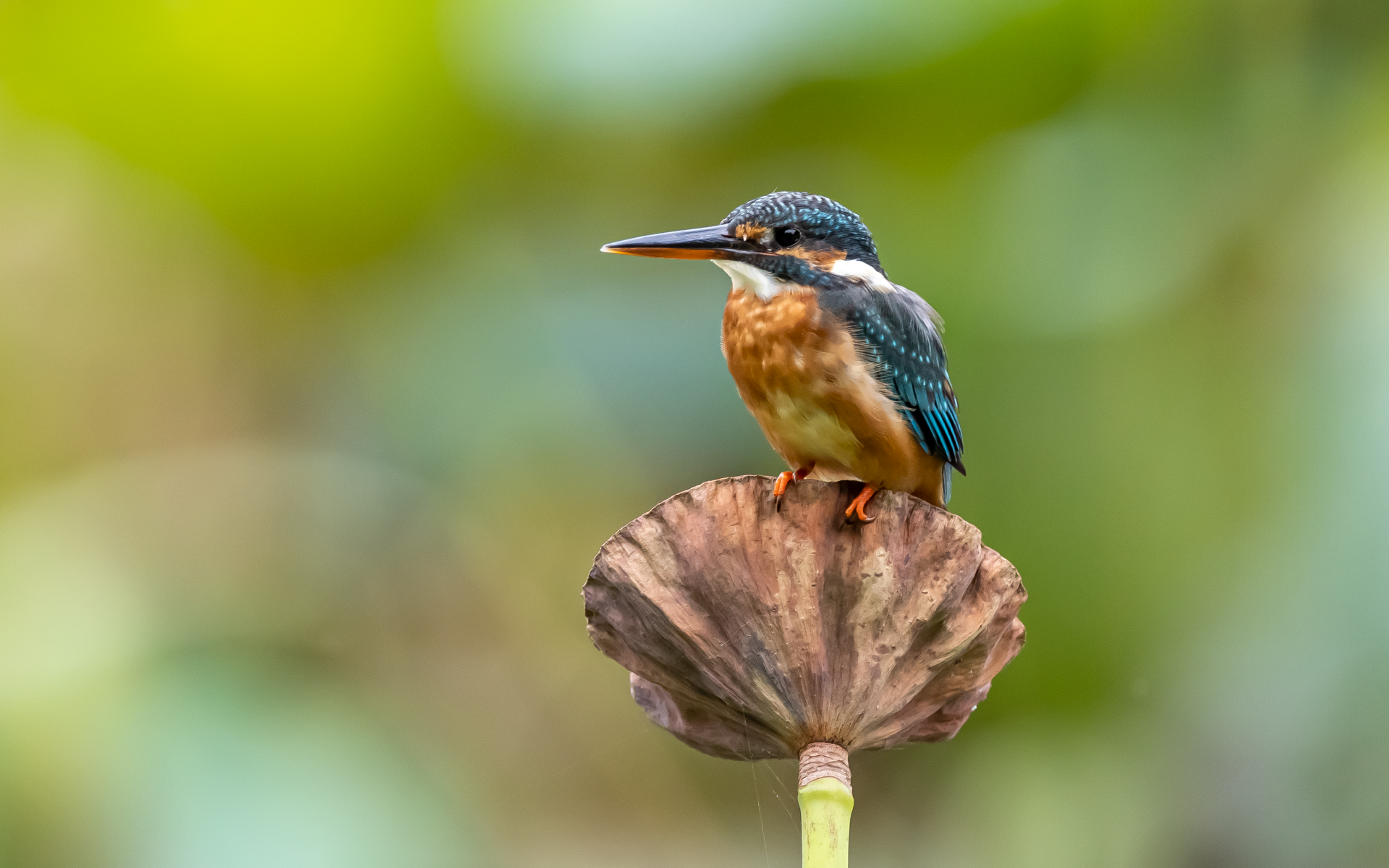 Птица зимородок сидит на растении
