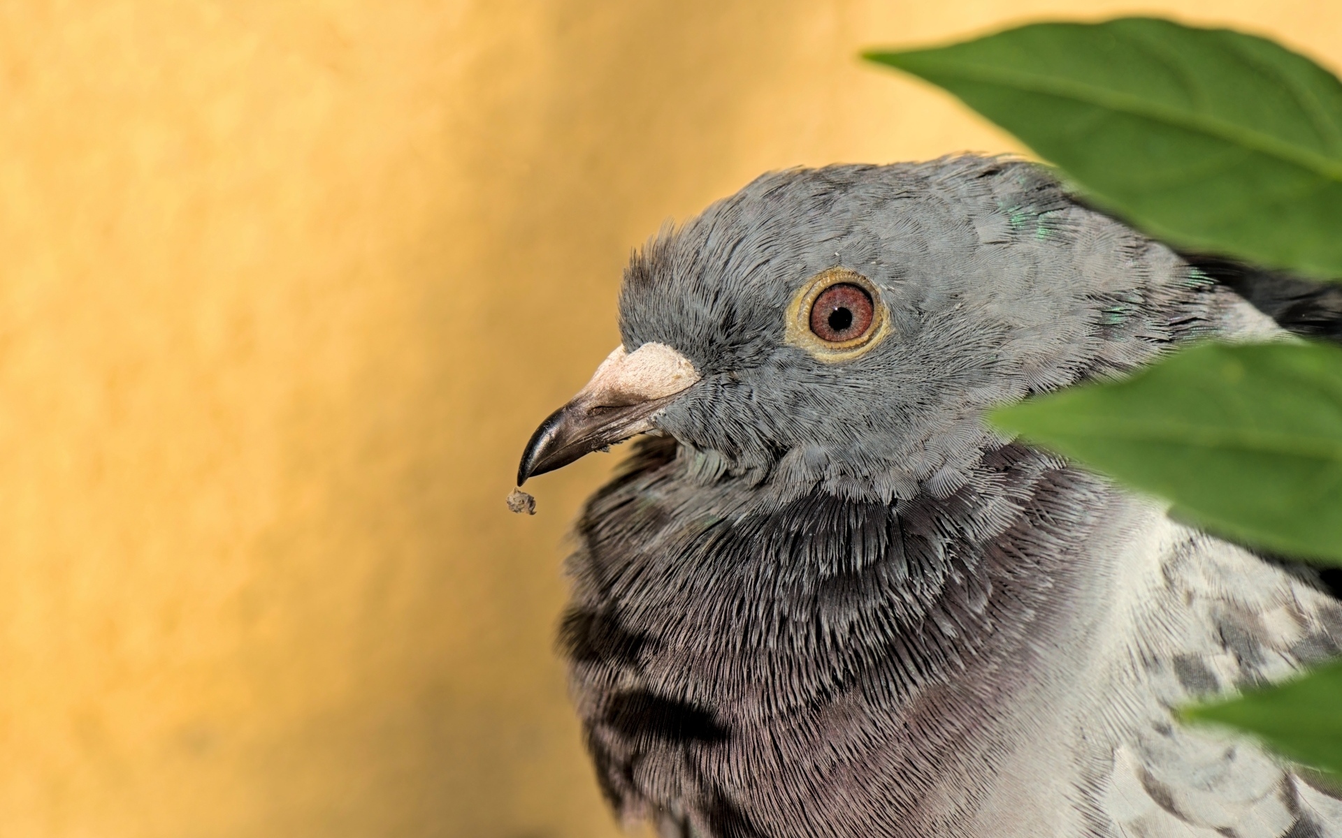 Большой серый голубь с острым клювом