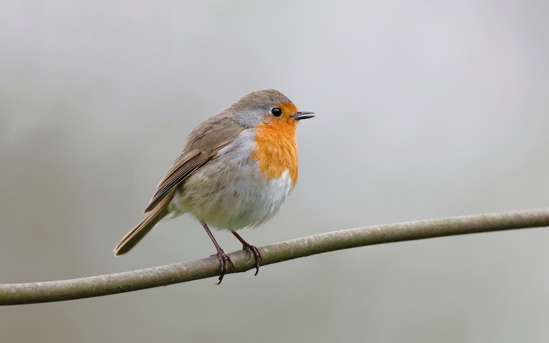 Маленькая европейская малиновка сидит на ветке