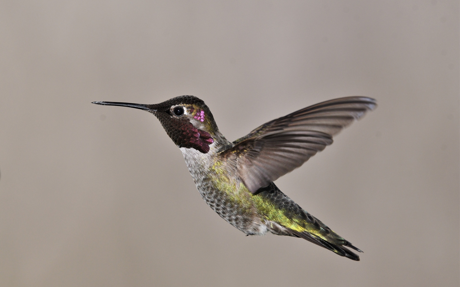 Маленькая птица колибри крупным планом