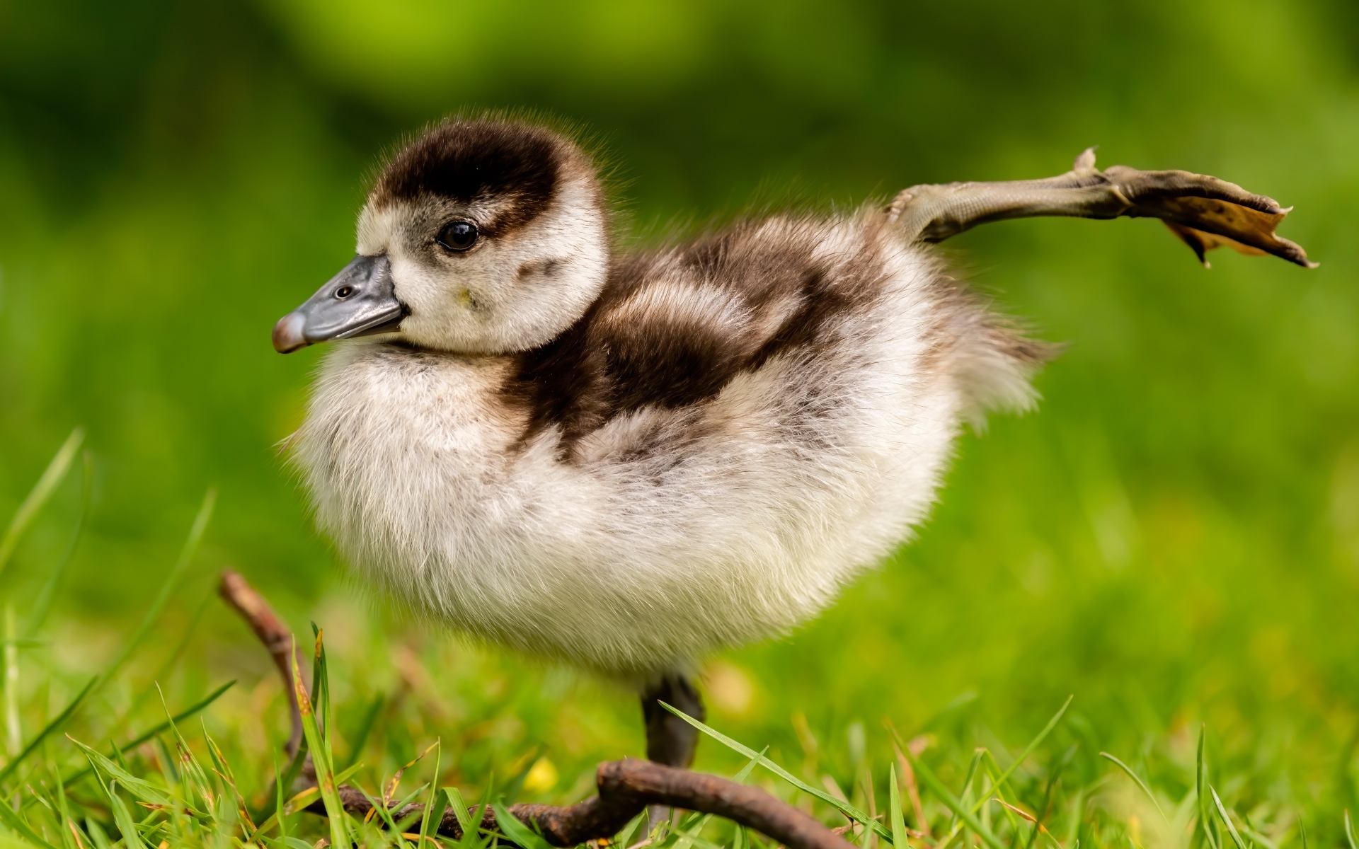 Маленький утенок разминает лапки