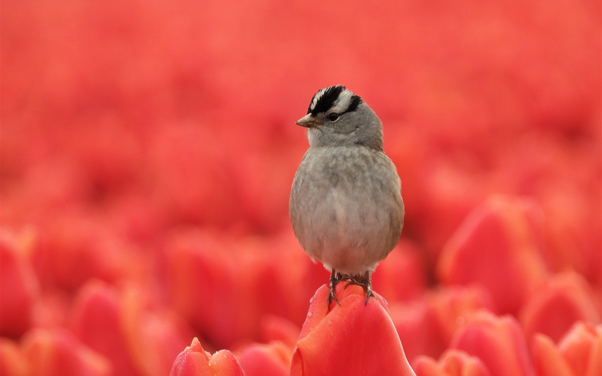 Маленькая серая птичка сидит на тюльпане