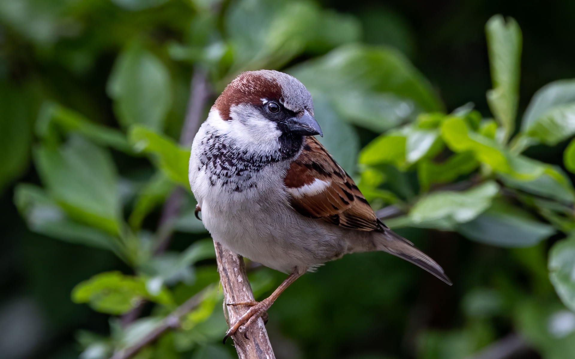 Маленький серый воробей сидит на ветке