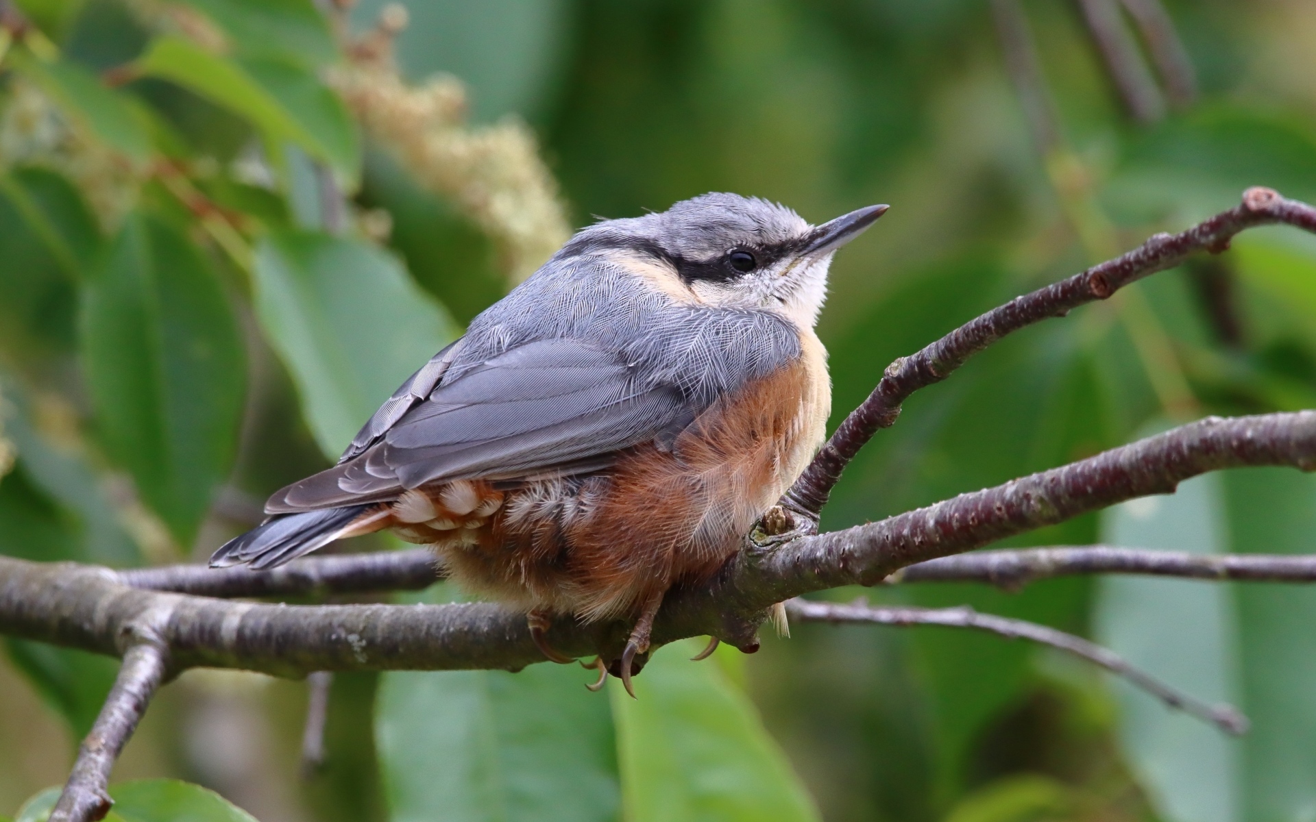 Маленькая птичка поползень сидит на ветке