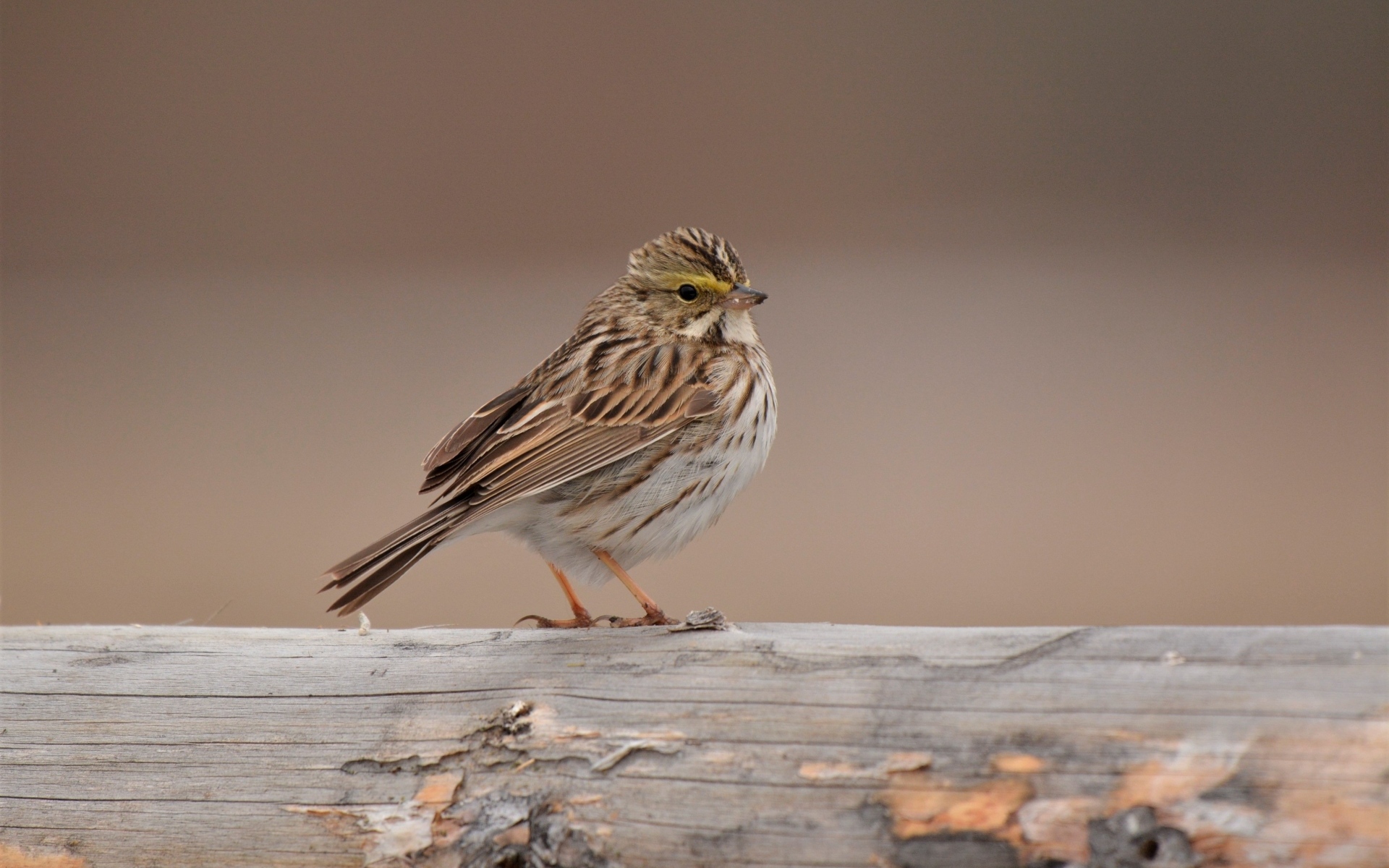 Маленький воробей сидит на столбе