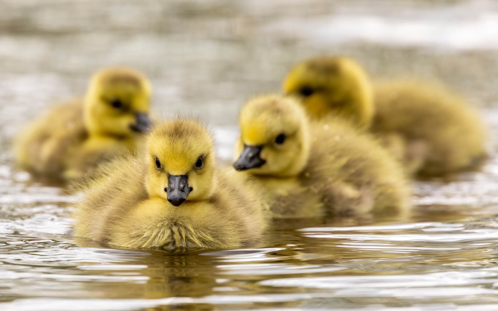 Маленькие желтые гусята в воде 