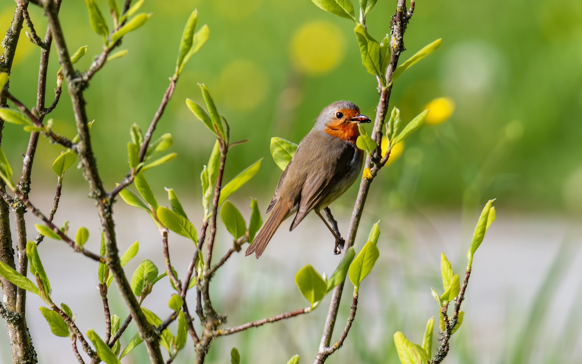 Птица иволга сидит в ветках дерева