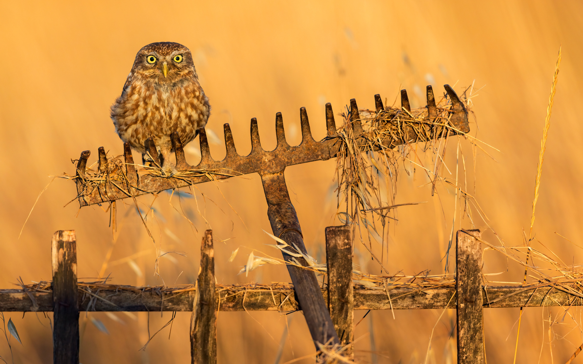 Сова сидит на граблях в лучах солнца