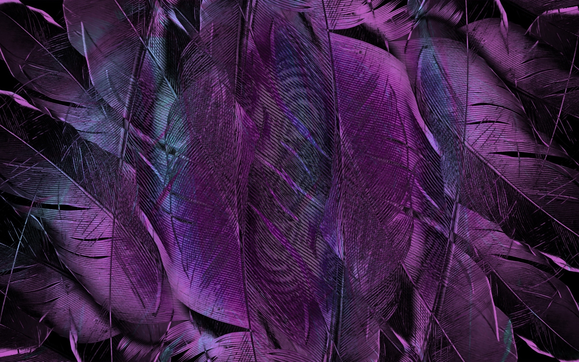 Purple bird feathers closeup