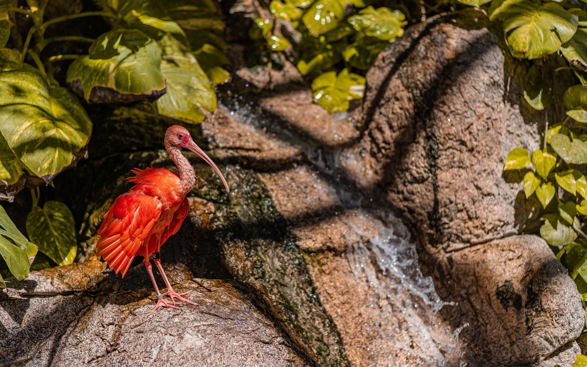 Красная птица ибис стоит на камне у водопада