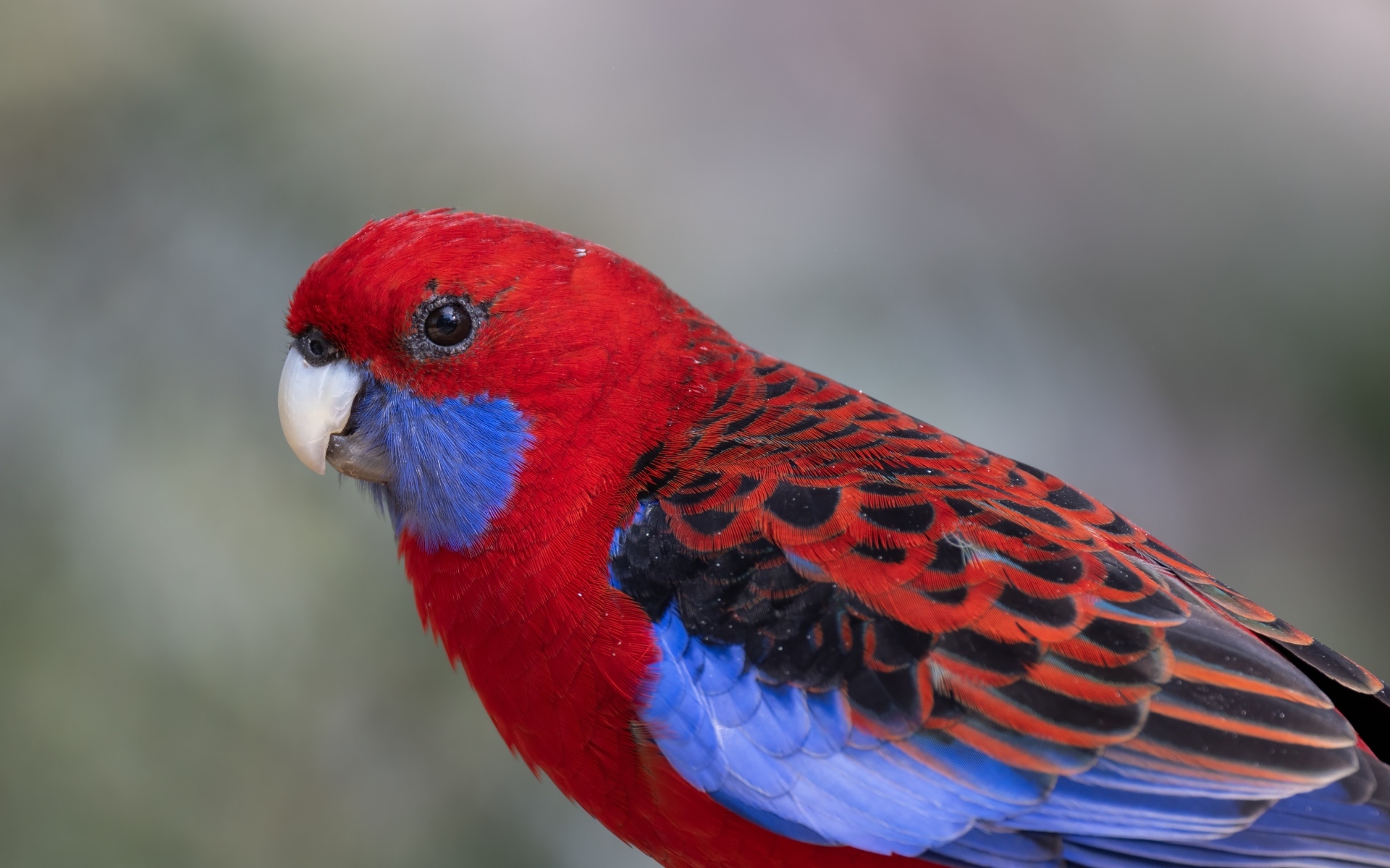 Разноцветный попугай розелла