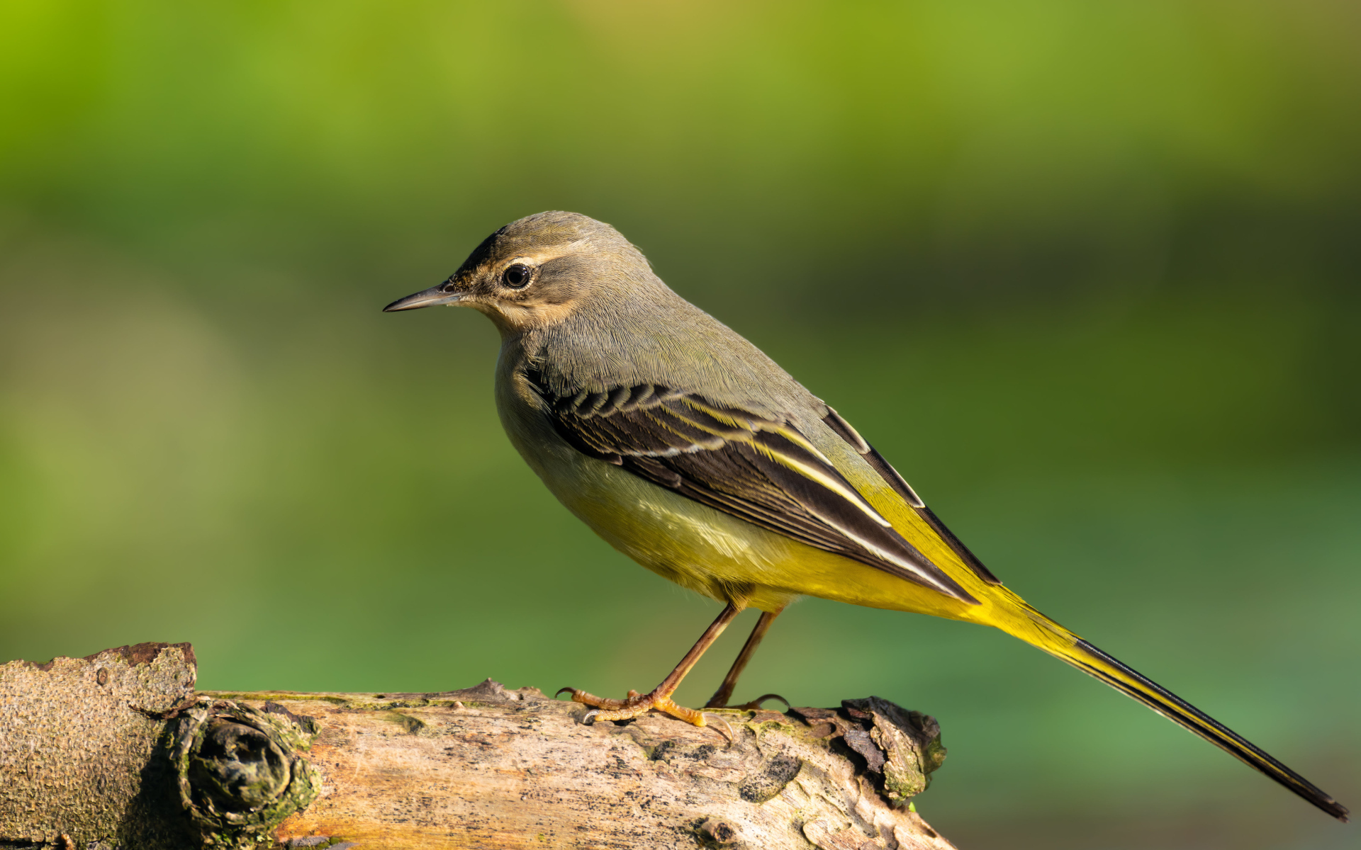 Маленькая птица Горная трясогузка сидит на сухом дереве