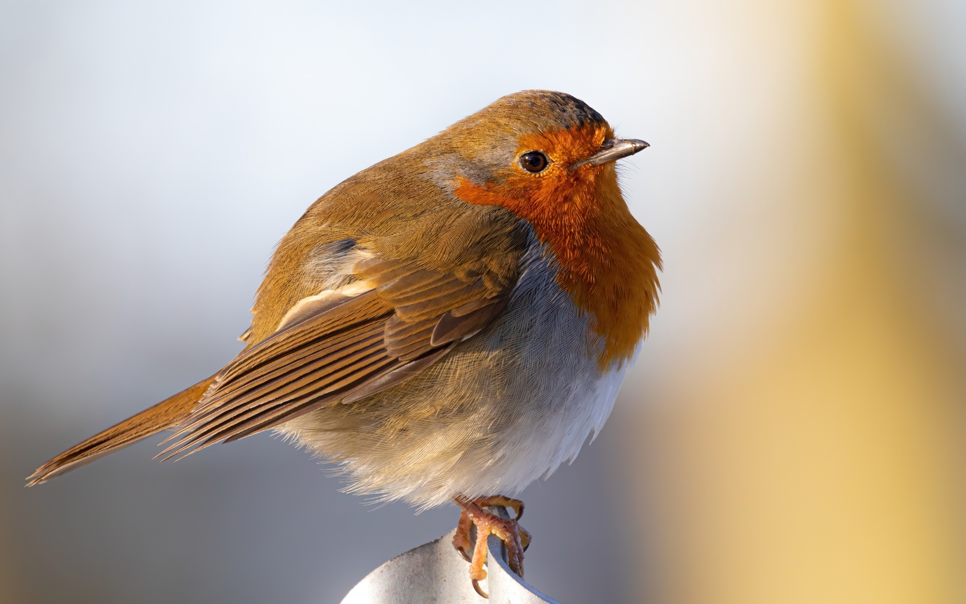 Маленькая птица Зарянка крупным планом