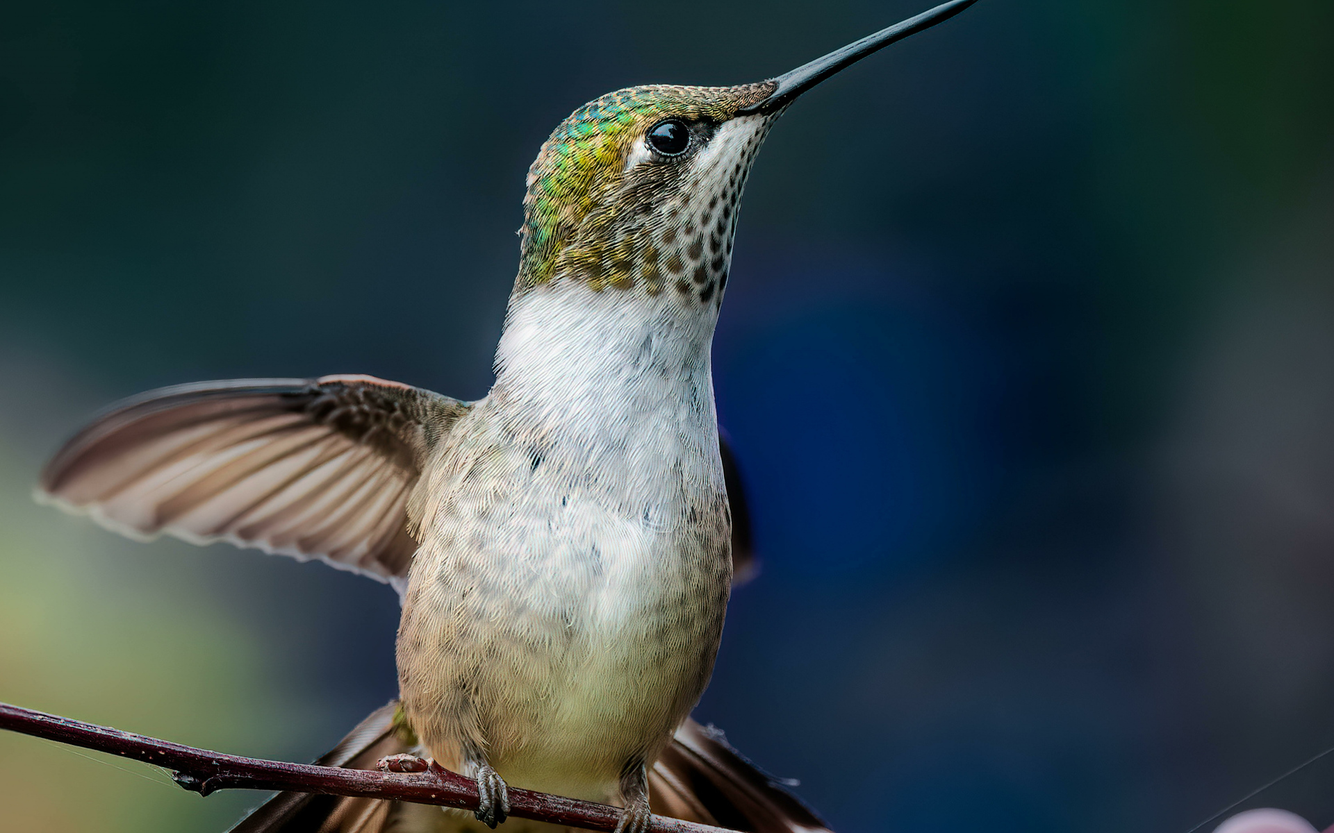 Маленькая птица колибри на ветке крупным планом