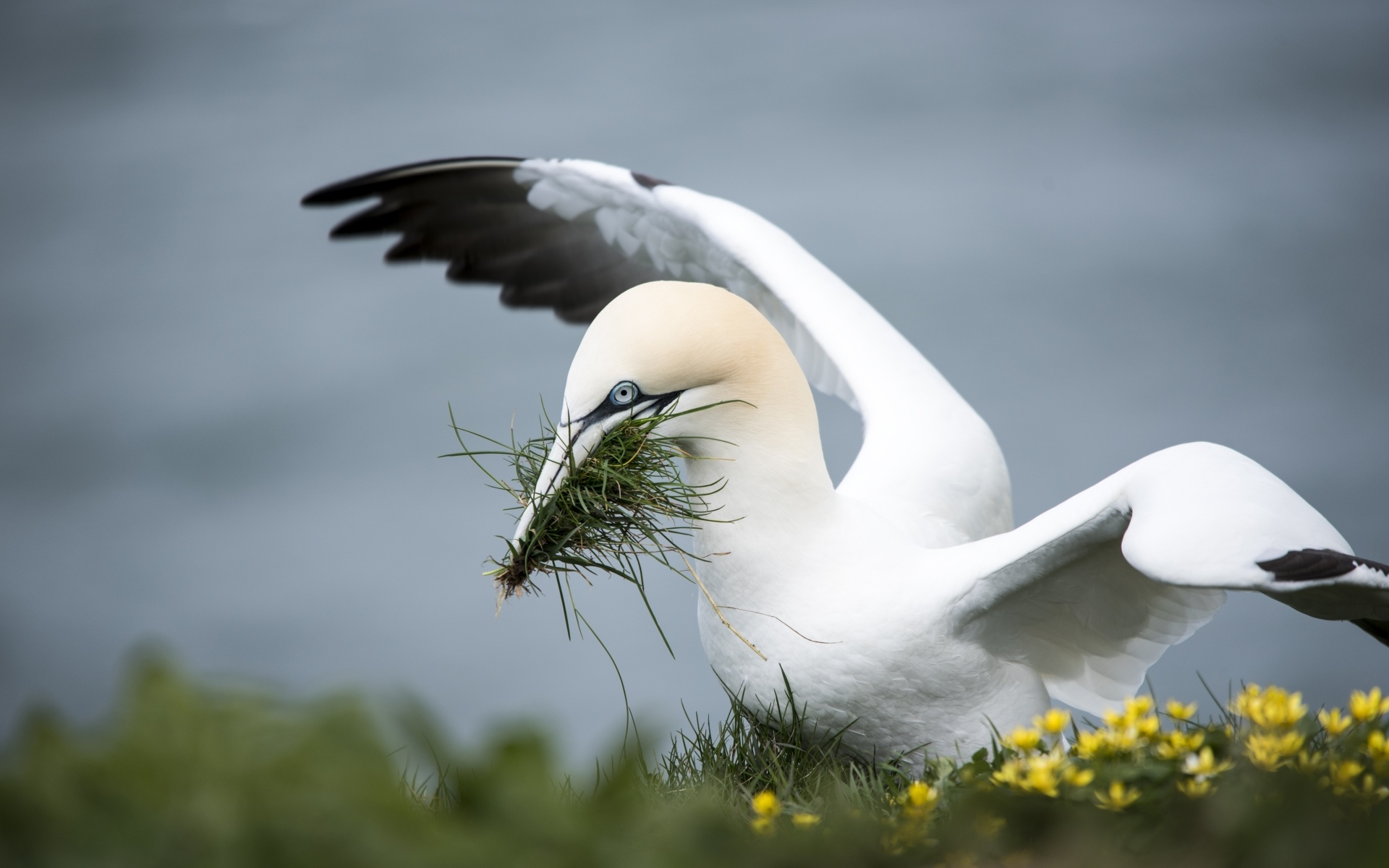 Северная олуша делает гнездо из травы