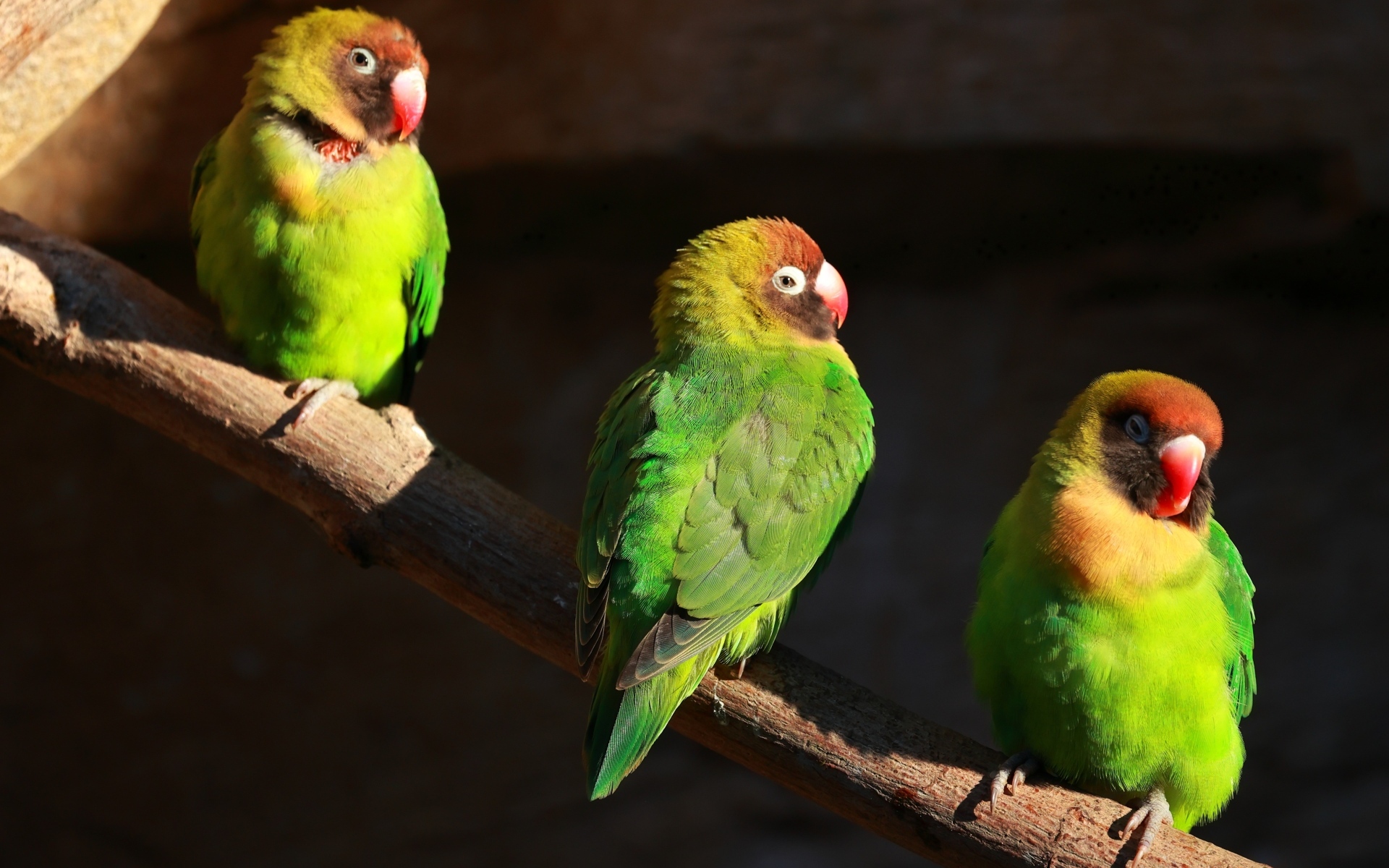 Три зеленых попугая на ветках