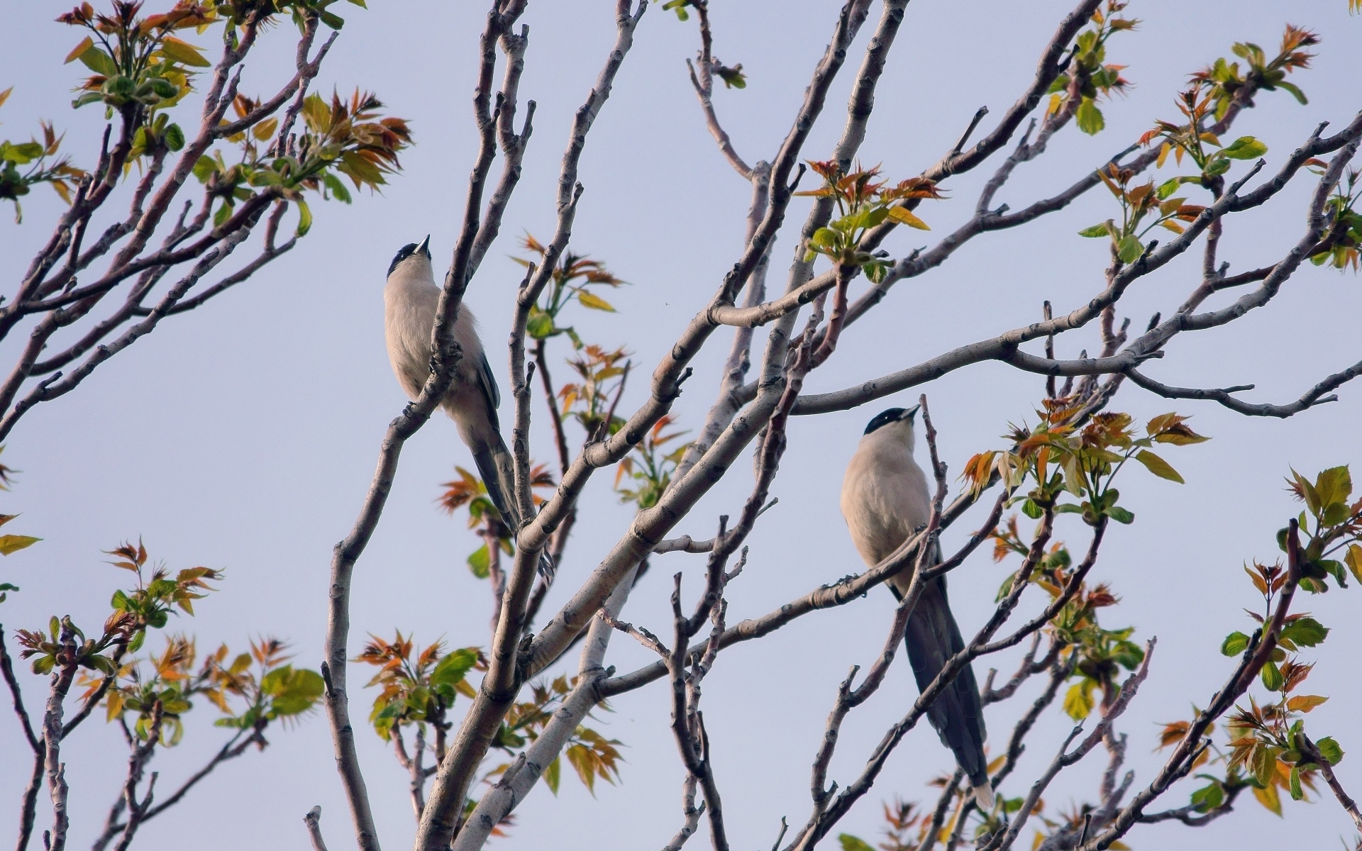 Две сороки сидят на ветках дерева 