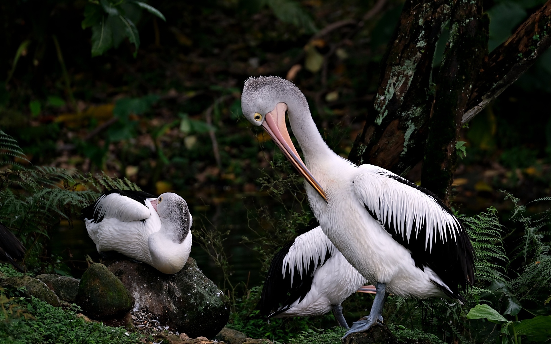 Два пеликана чистят перья