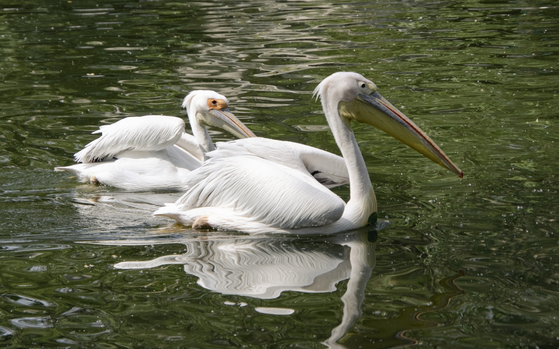 Два пеликана плавают в воде
