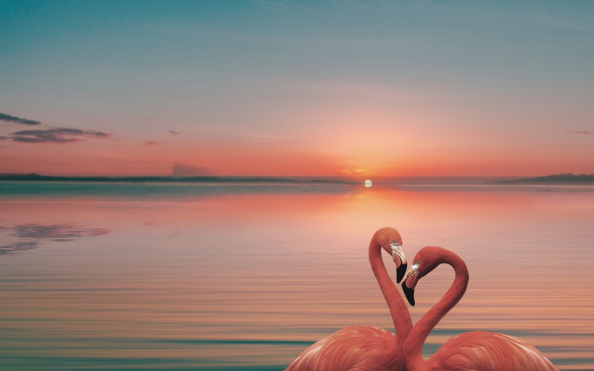 Два розовых фламинго в воде на закате солнца