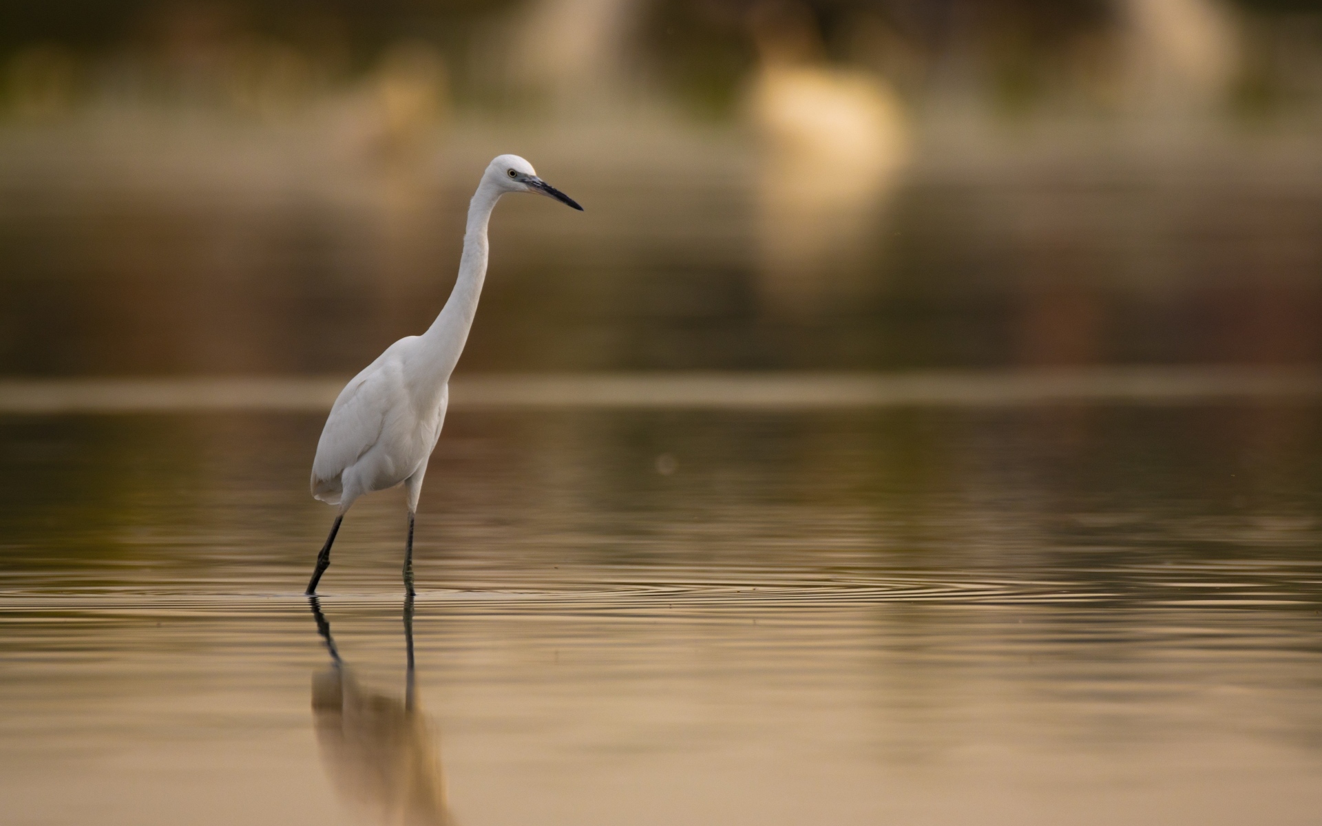 Белая цапля охотится в воде