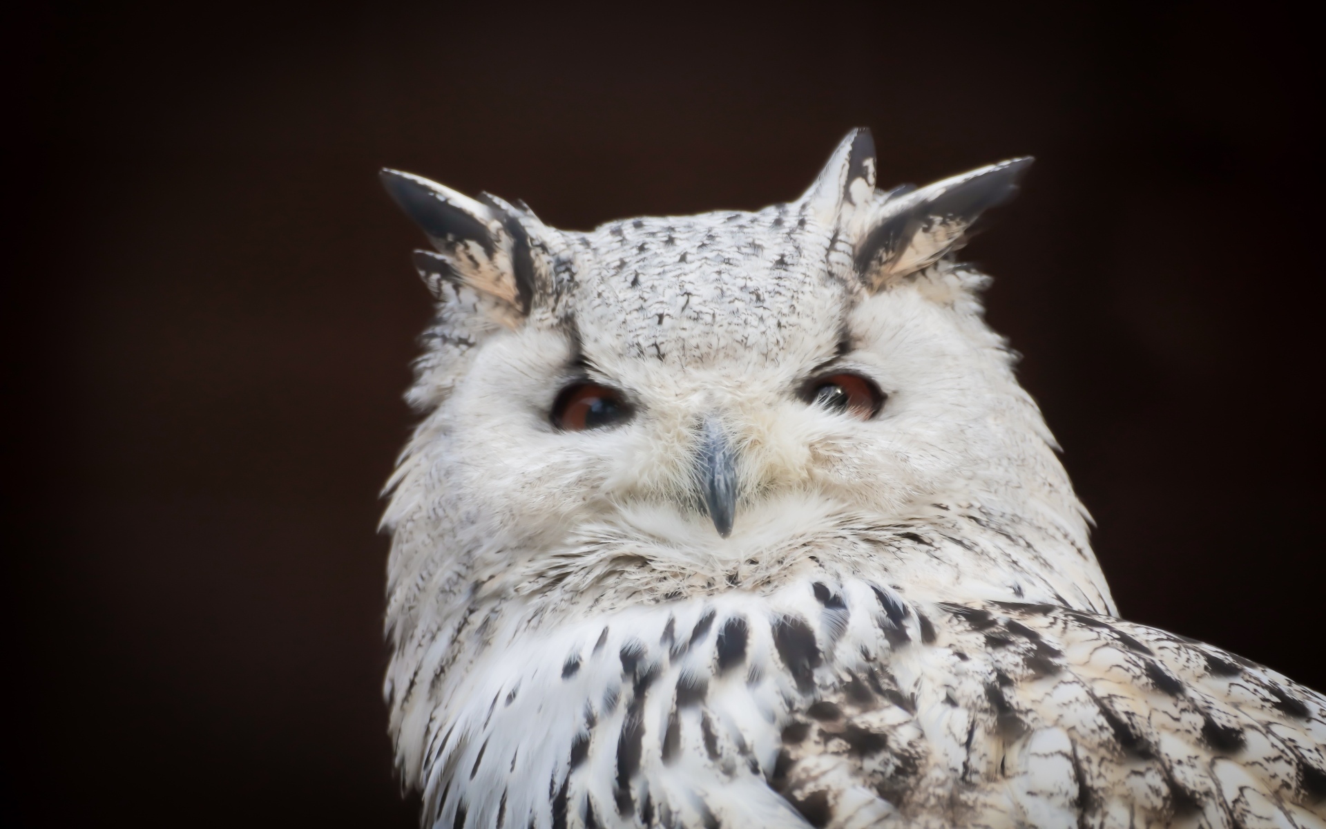 Белая сова с карими глазами на черном фоне