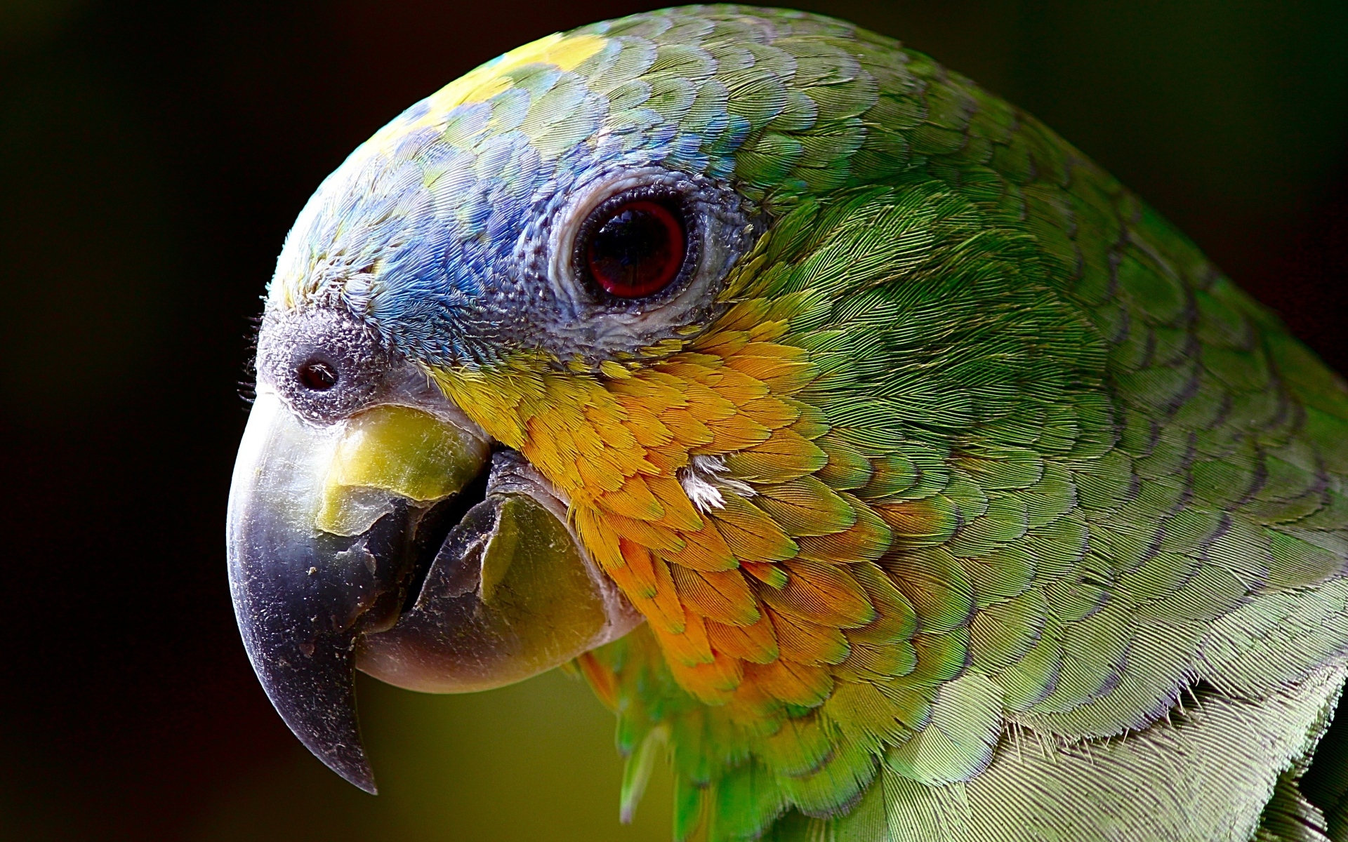 Голова зеленого попугая 