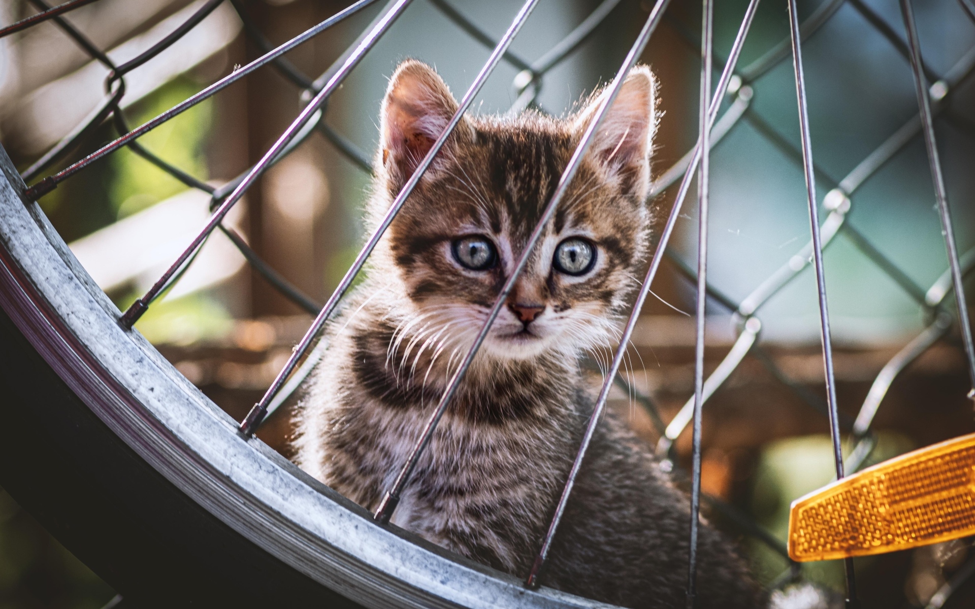 Серый маленький котенок прячется за колесом