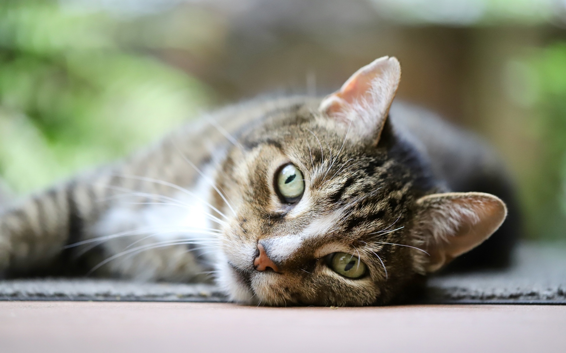 Красивый серый полосатый голубоглазый кот