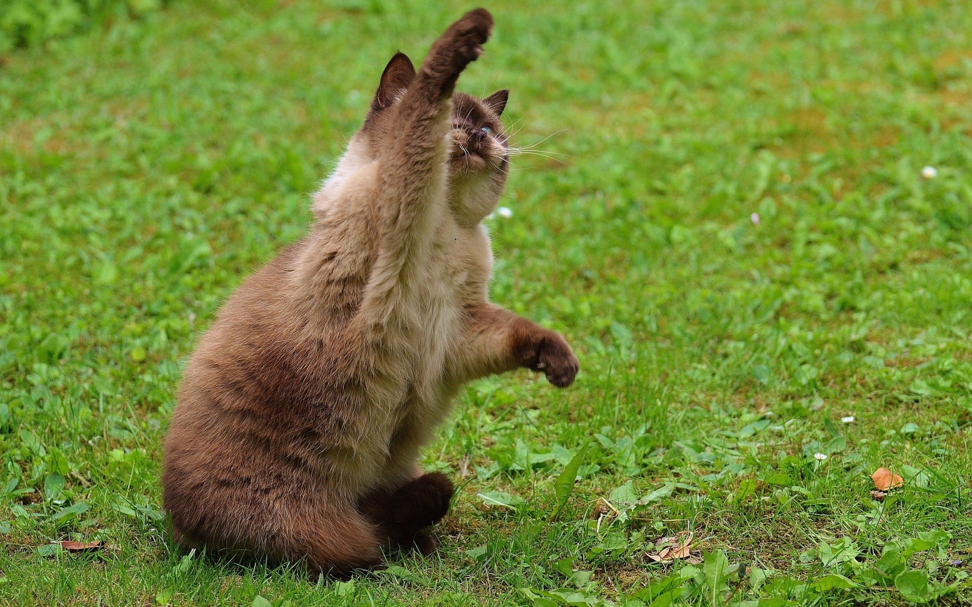 Котенок британской короткошерстной кошки с поднятой лапой
