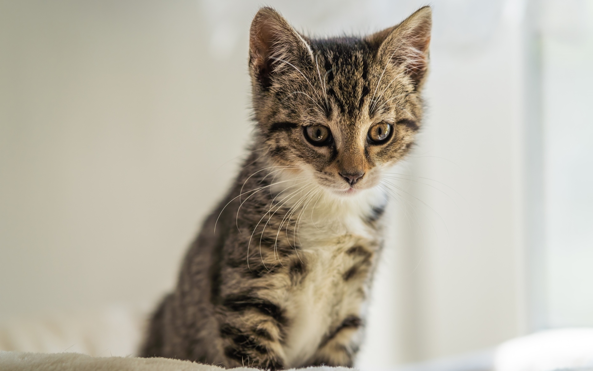 Милый серый котенок сидит на кровати