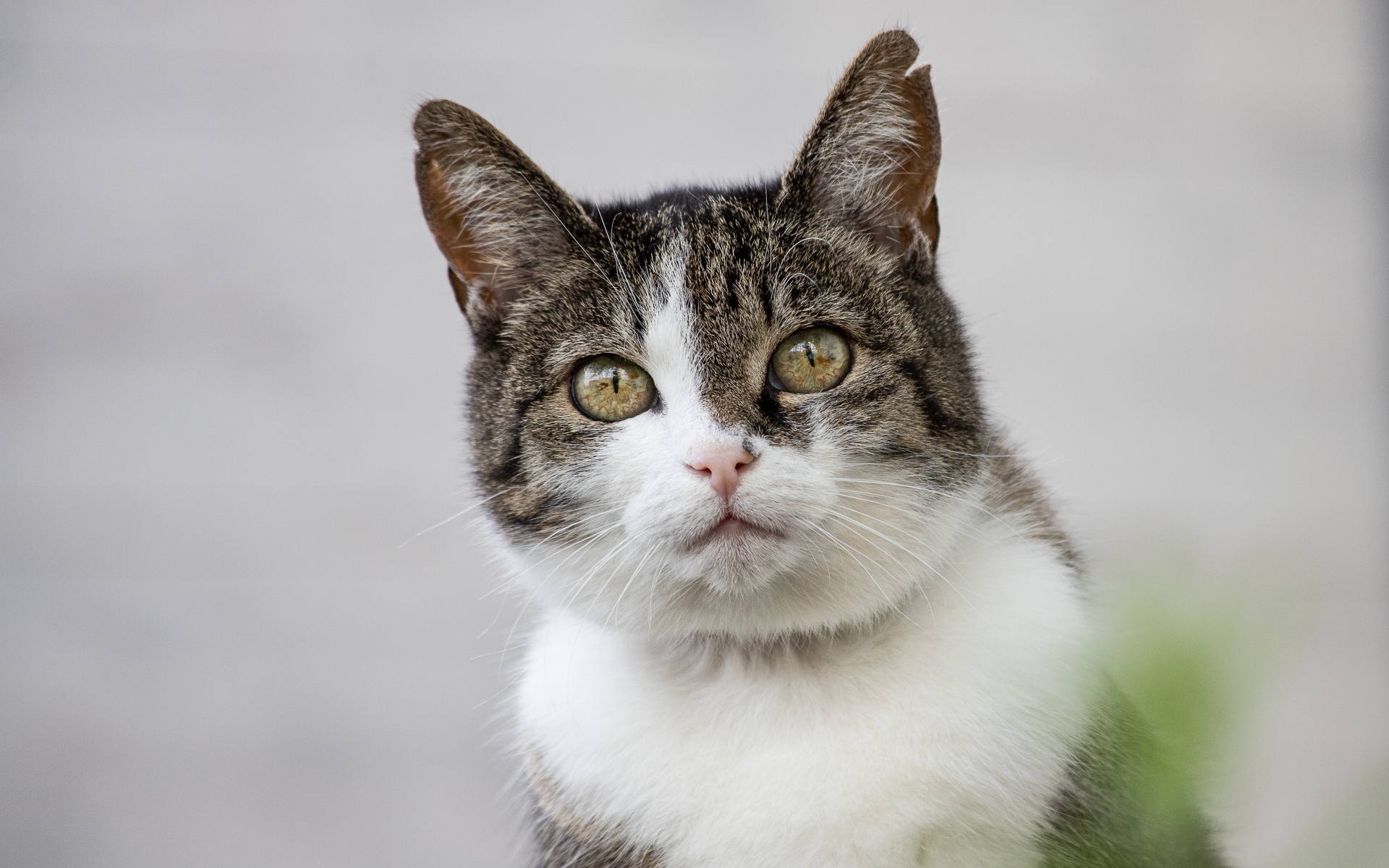 Серый кот с зелеными глазами и белой грудкой