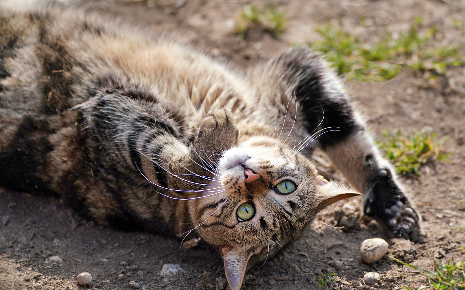 Серый зеленоглазый кот лежит на земле
