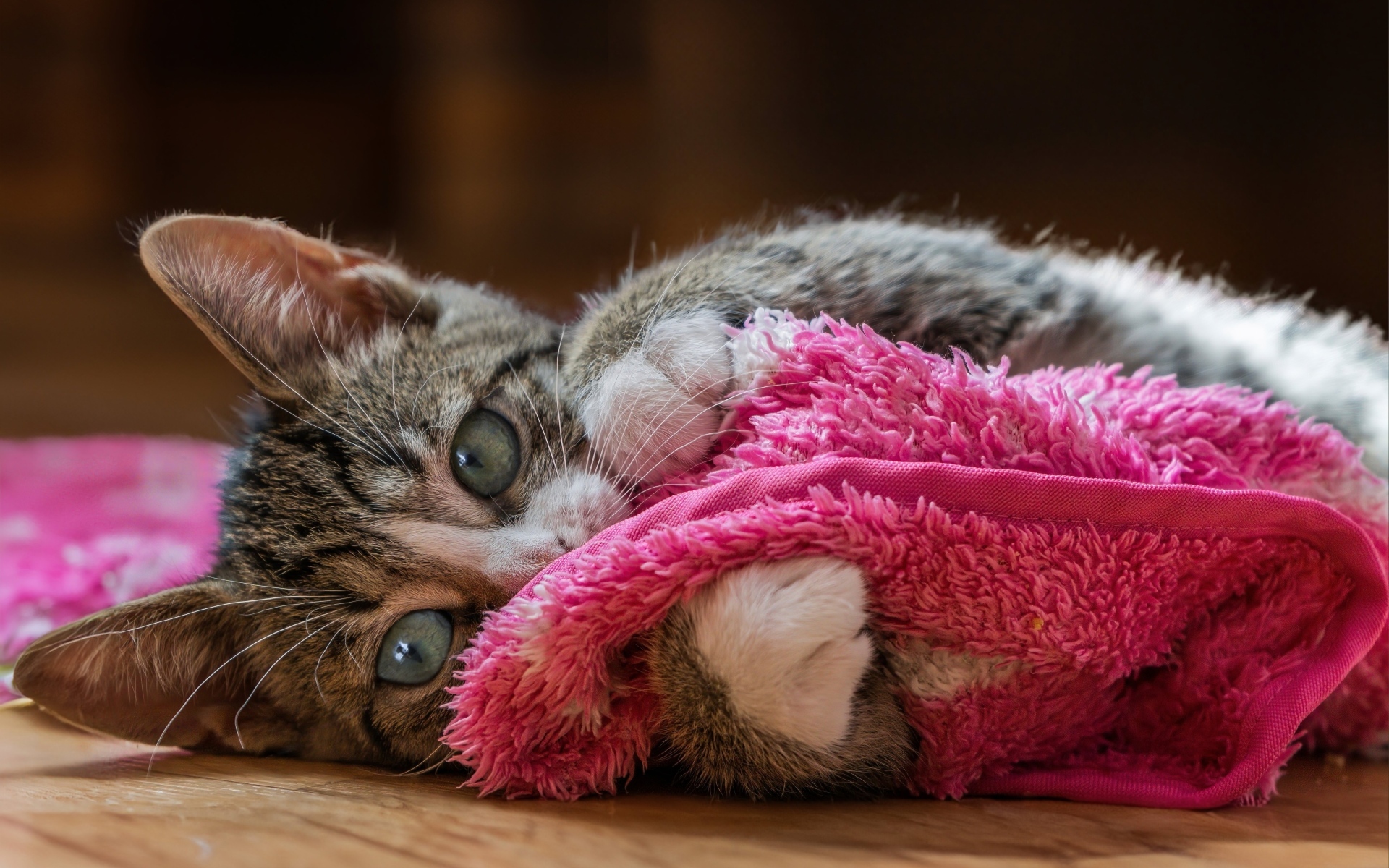 Серый котенок лежит на красном покрывале