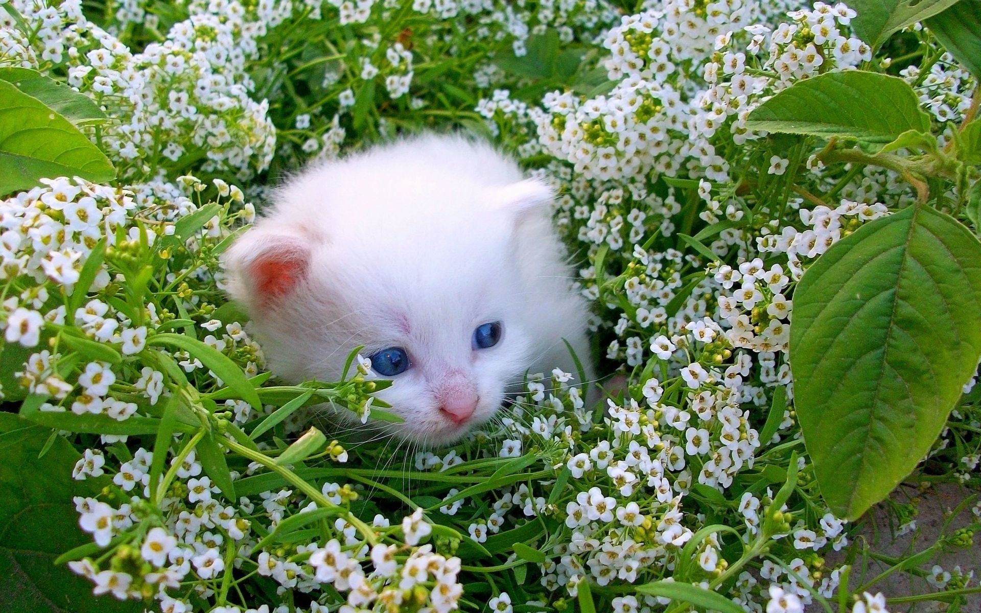 Маленький котенок в белых цветах