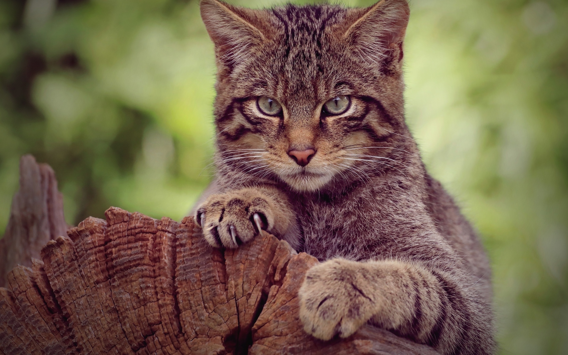 Серьезный серый кот на старом дереве