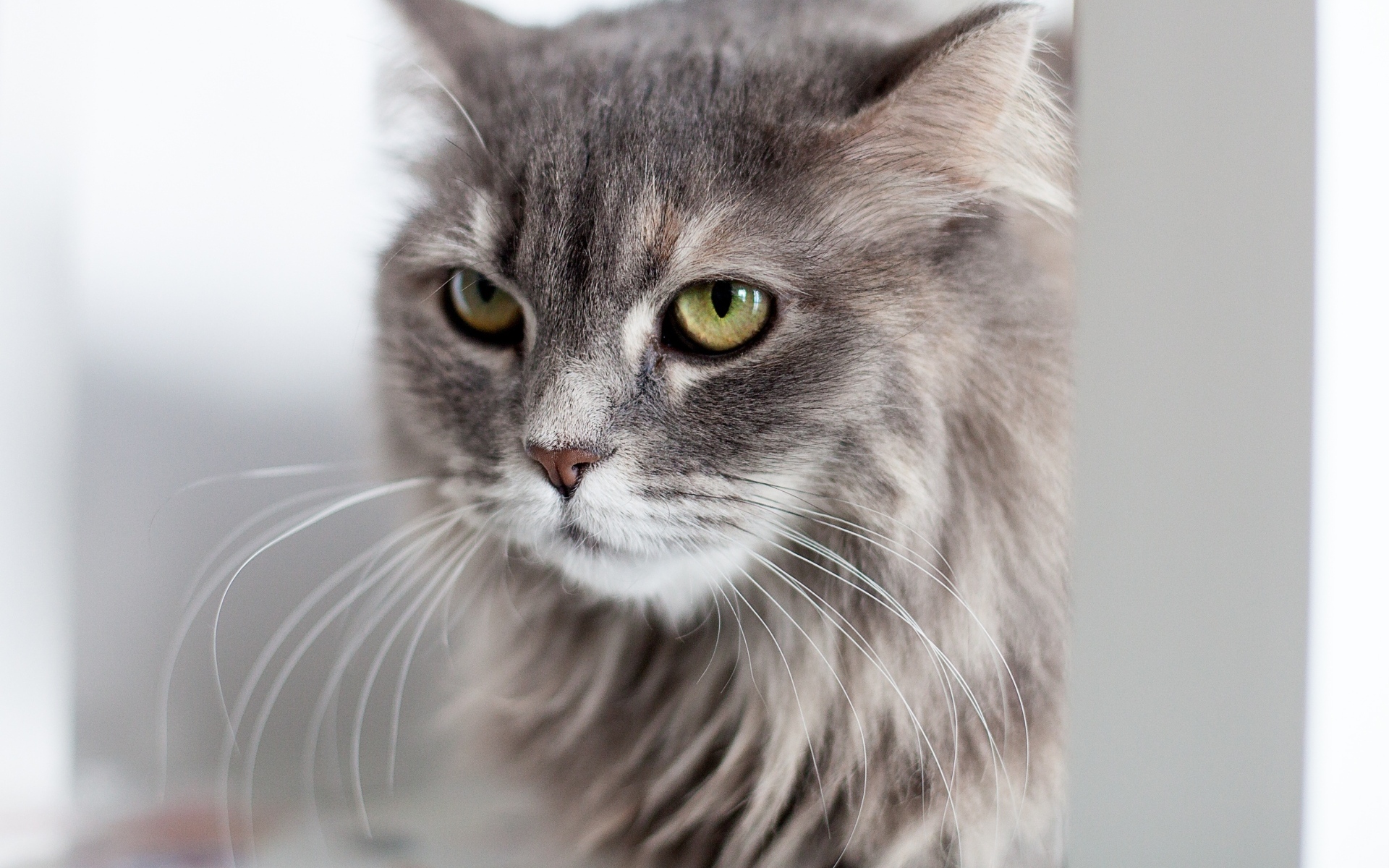 Серьезный взгляд пушистого серого кота