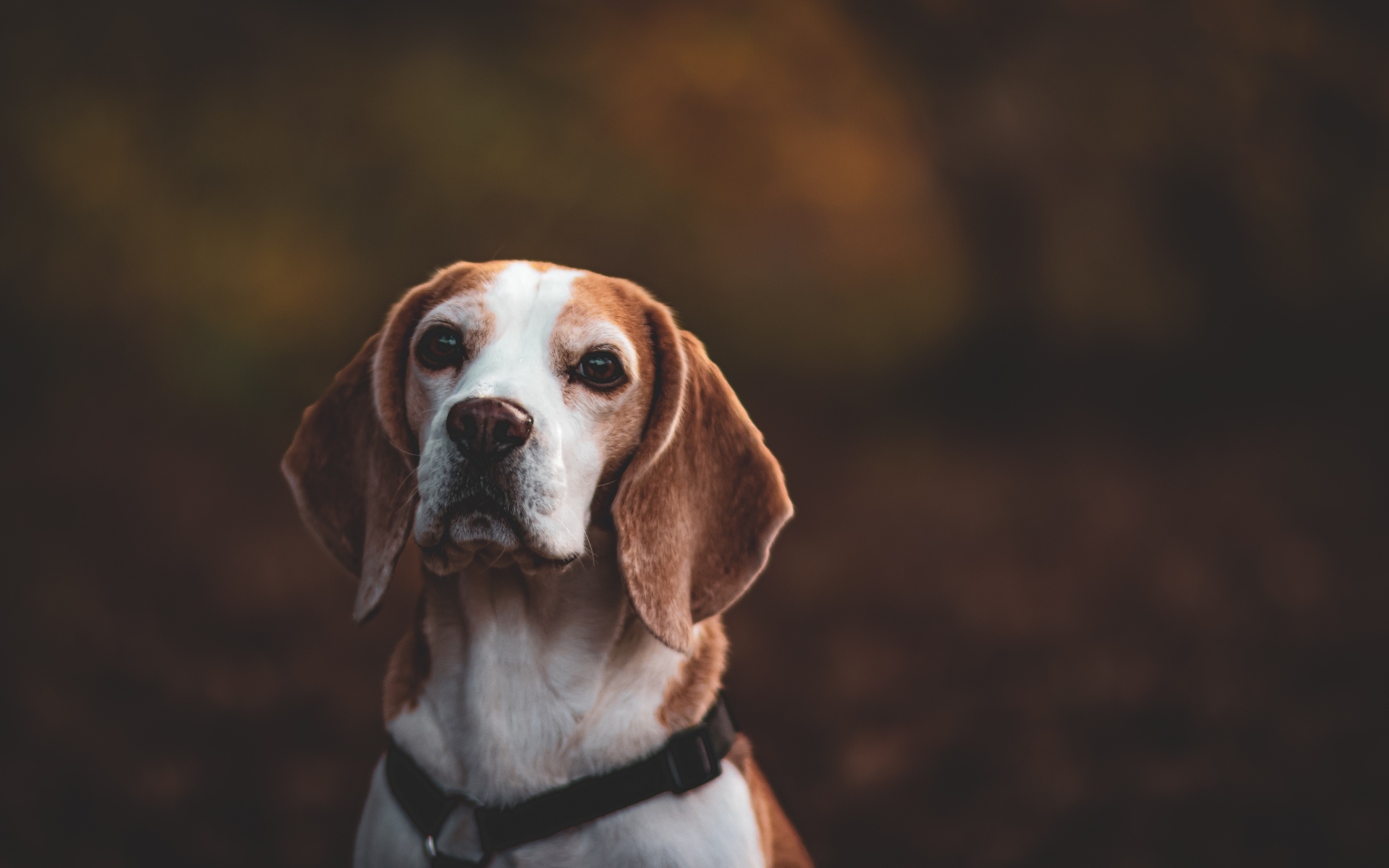 Большой бигль с грустным взглядом