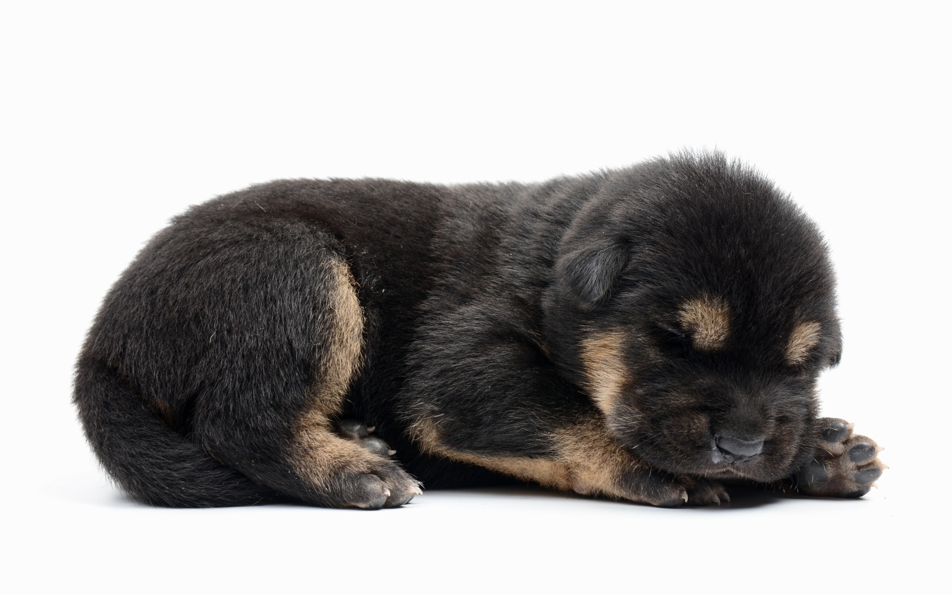 Слепой маленький щенок немецкой овчарки на белом фоне