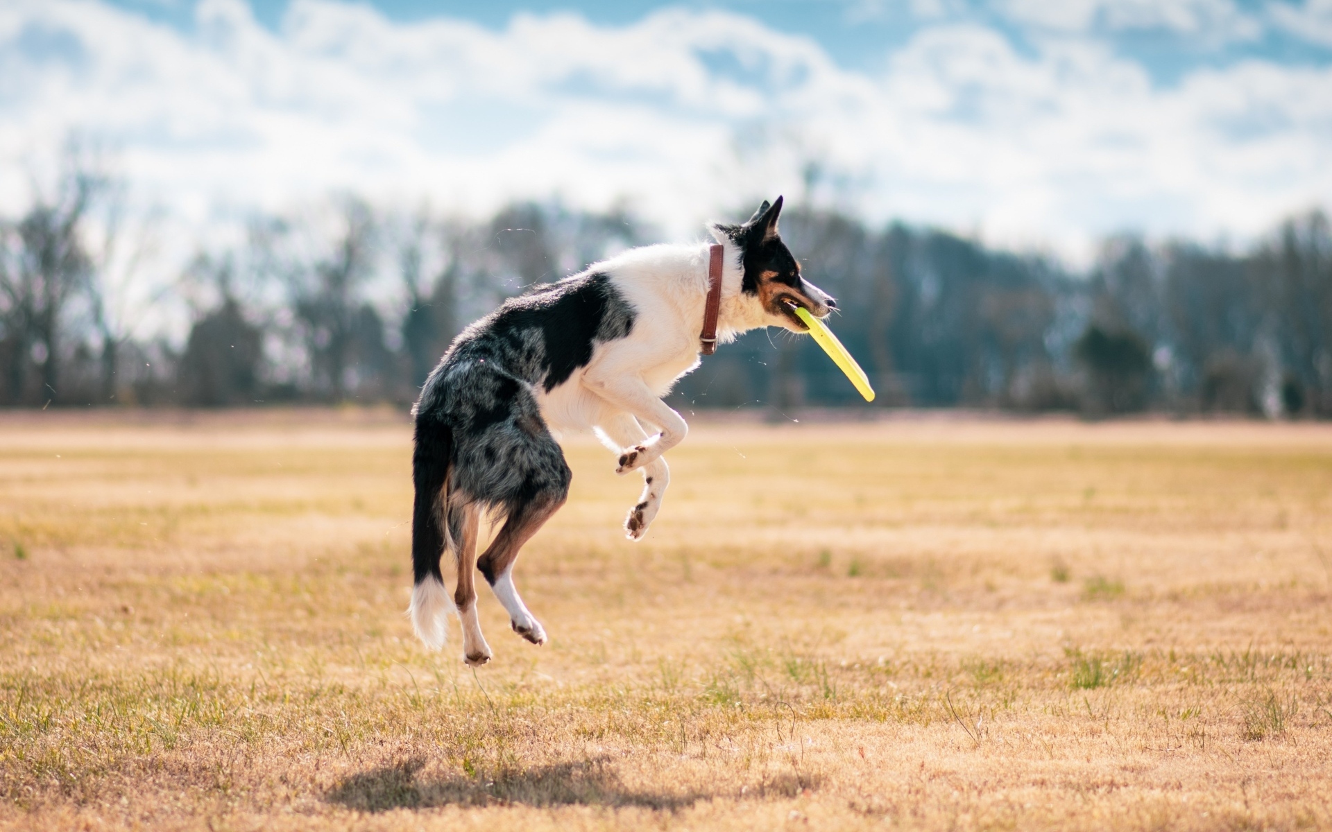 Собака породы бордер колли ловит тарелку