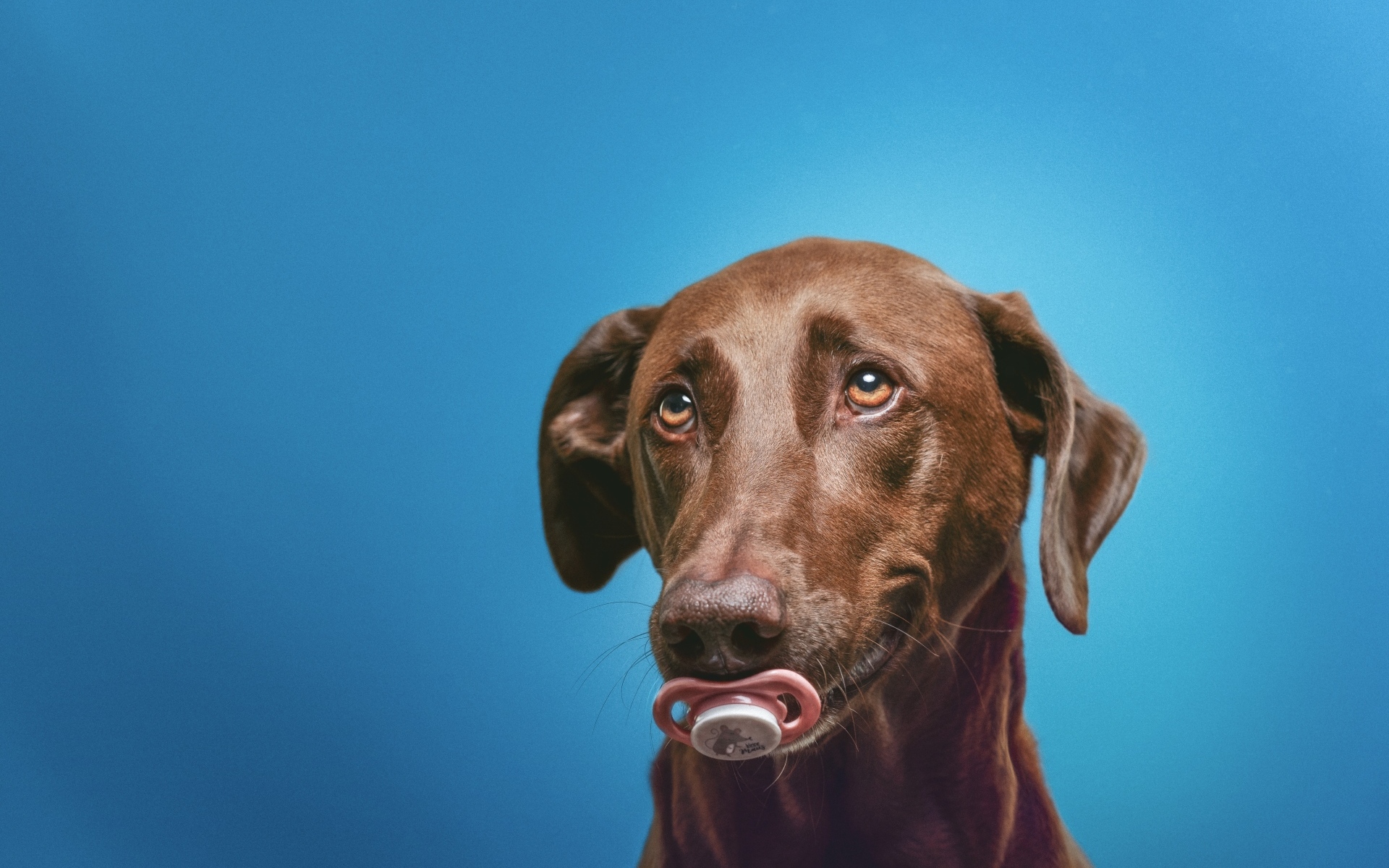 Коричневый лабрадор с соской в зубах