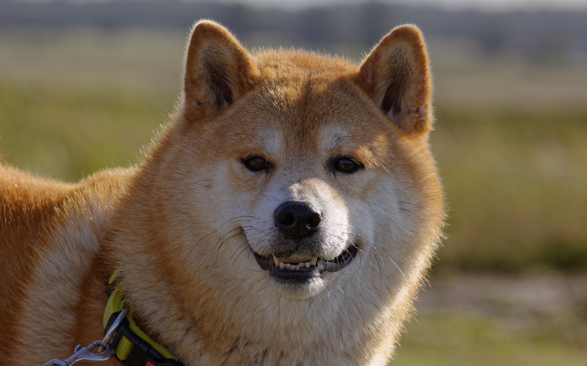 Пушистый пес породы акита ину с ошейником