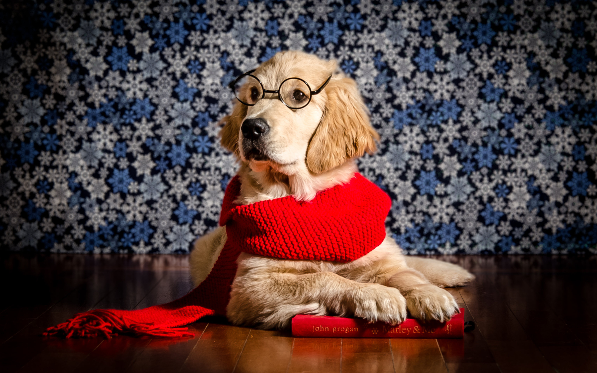 Золотистый ретривер в красном шарфе