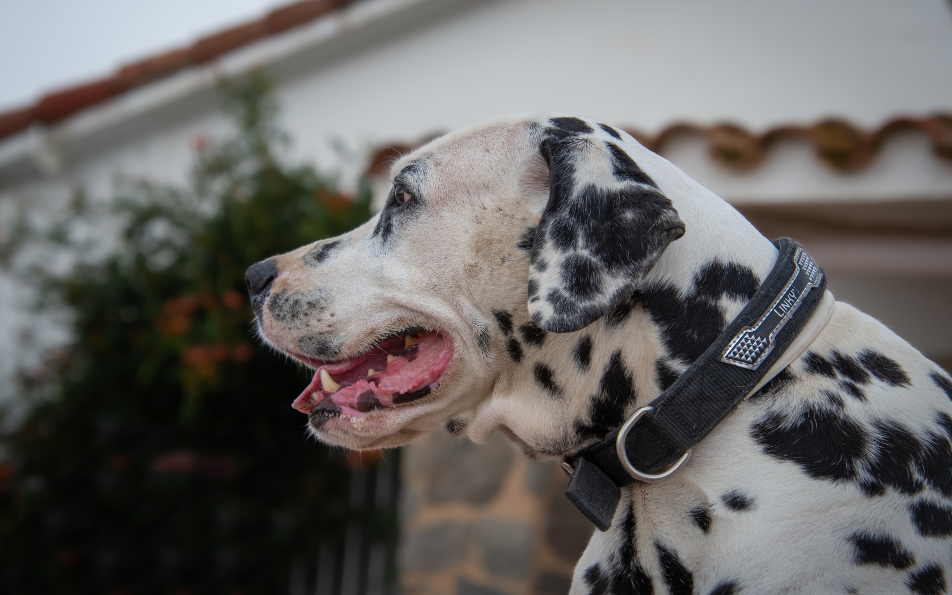 Большой пятнистый далматин в ошейнике