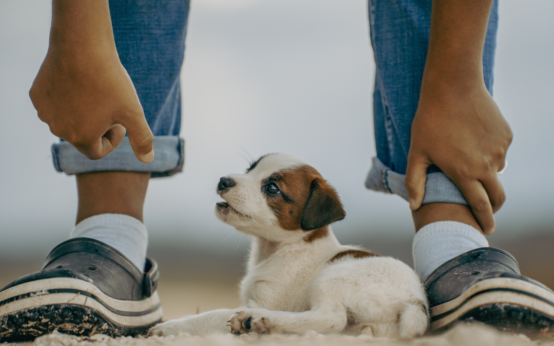Little Jack Russell Terrier at his feet